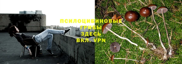 гидра Новозыбков